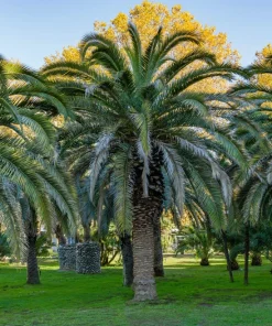 10 Canary Island Date Palm Tree Seeds - Phoenix Canariensis - Image 1