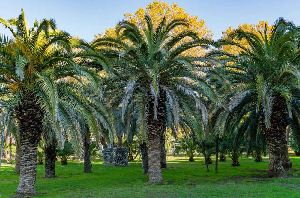 10 Canary Island Date Palm Tree Seeds - Phoenix Canariensis - Image 1