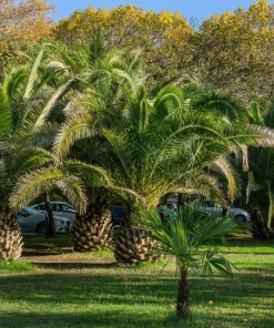 10 Canary Island Date Palm Tree Seeds - Phoenix Canariensis - Image 10