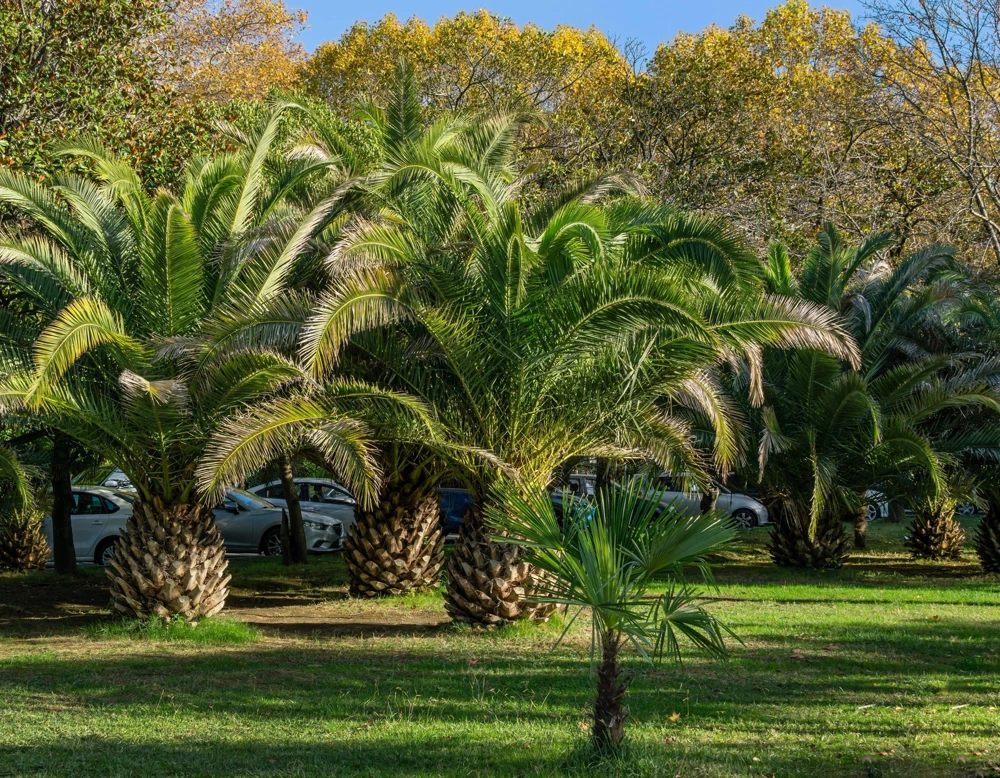 10 Canary Island Date Palm Tree Seeds - Phoenix Canariensis - Image 10