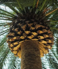10 Canary Island Date Palm Tree Seeds - Phoenix Canariensis - Image 11