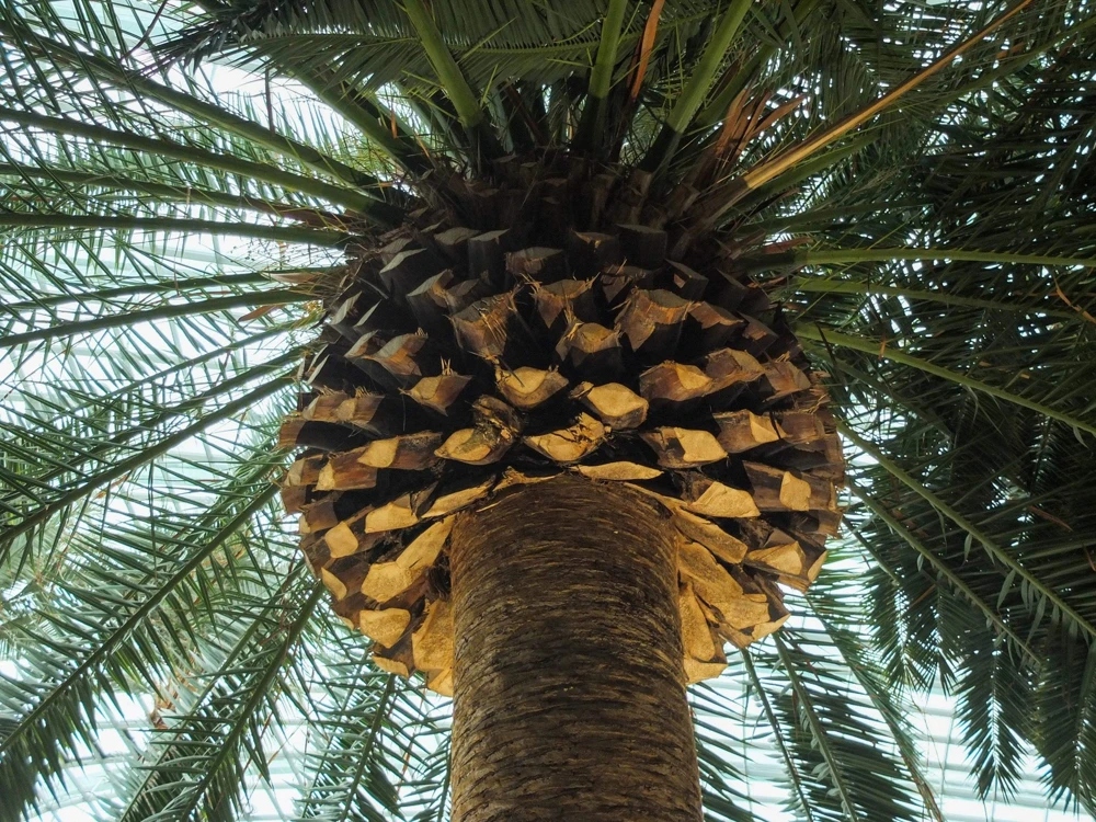 10 Canary Island Date Palm Tree Seeds - Phoenix Canariensis - Image 11