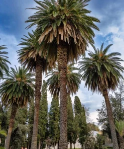 10 Canary Island Date Palm Tree Seeds - Phoenix Canariensis - Image 12