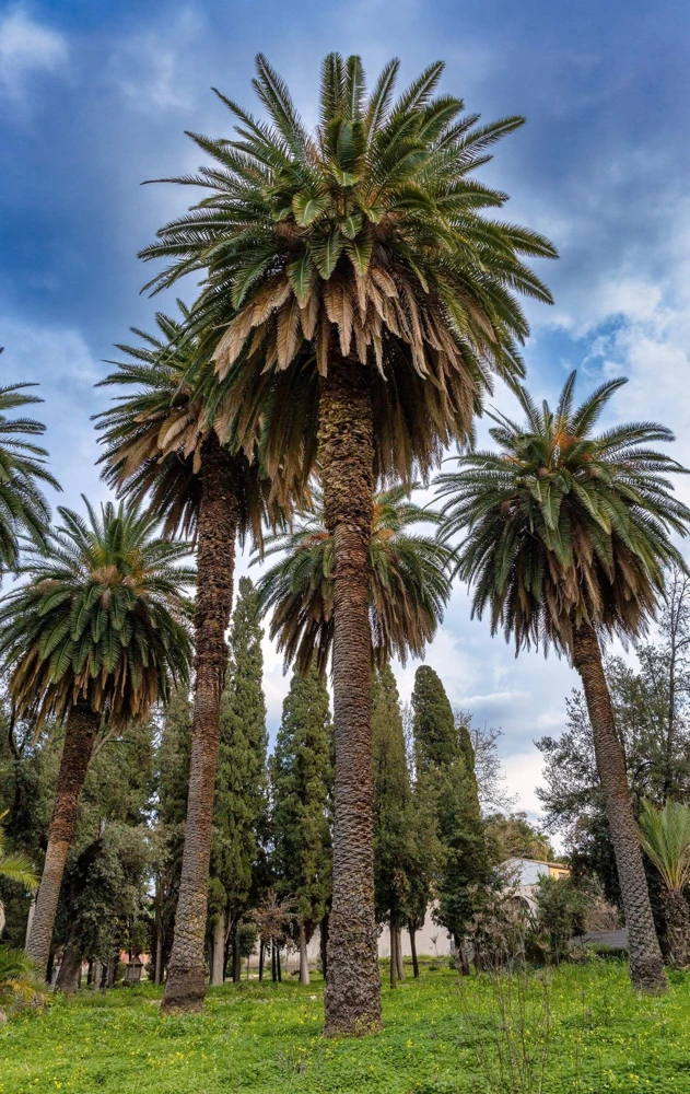 10 Canary Island Date Palm Tree Seeds - Phoenix Canariensis - Image 12