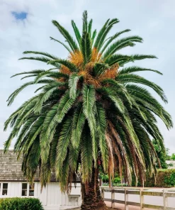 10 Canary Island Date Palm Tree Seeds - Phoenix Canariensis - Image 13