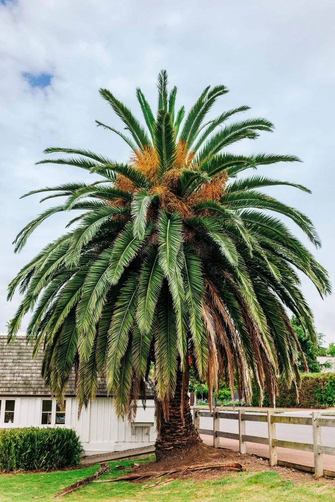10 Canary Island Date Palm Tree Seeds - Phoenix Canariensis - Image 13