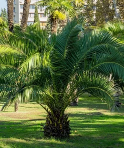 10 Canary Island Date Palm Tree Seeds - Phoenix Canariensis - Image 14