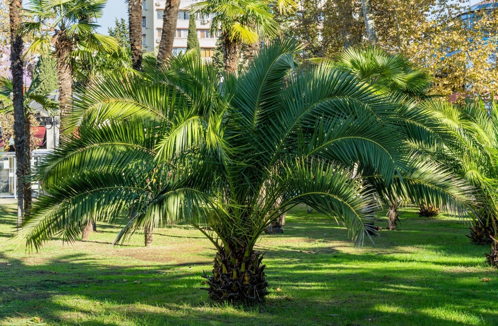 10 Canary Island Date Palm Tree Seeds - Phoenix Canariensis - Image 14