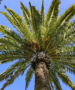 10 Canary Island Date Palm Tree Seeds - Phoenix Canariensis - Image 15