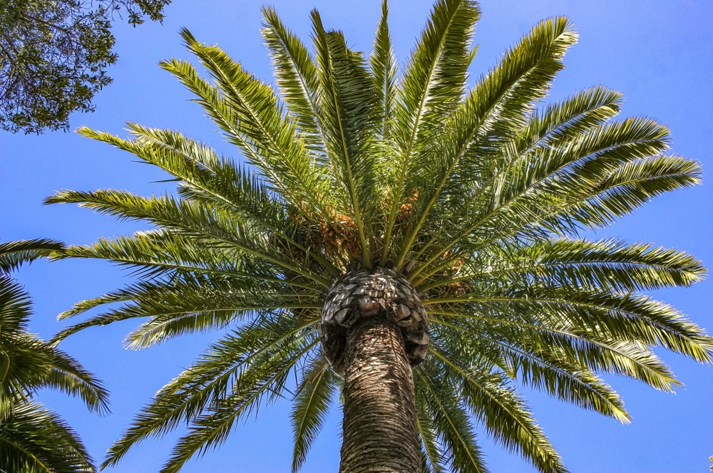 10 Canary Island Date Palm Tree Seeds - Phoenix Canariensis - Image 15