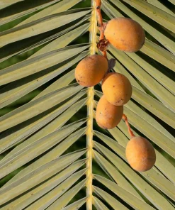 10 Canary Island Date Palm Tree Seeds - Phoenix Canariensis - Image 16