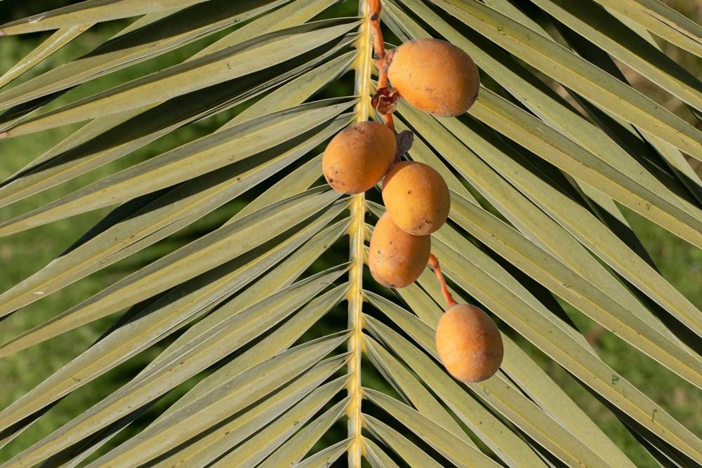 10 Canary Island Date Palm Tree Seeds - Phoenix Canariensis - Image 16