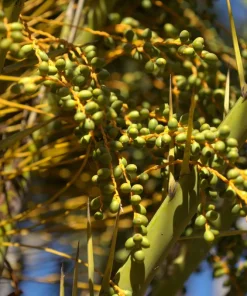 10 Canary Island Date Palm Tree Seeds - Phoenix Canariensis - Image 17