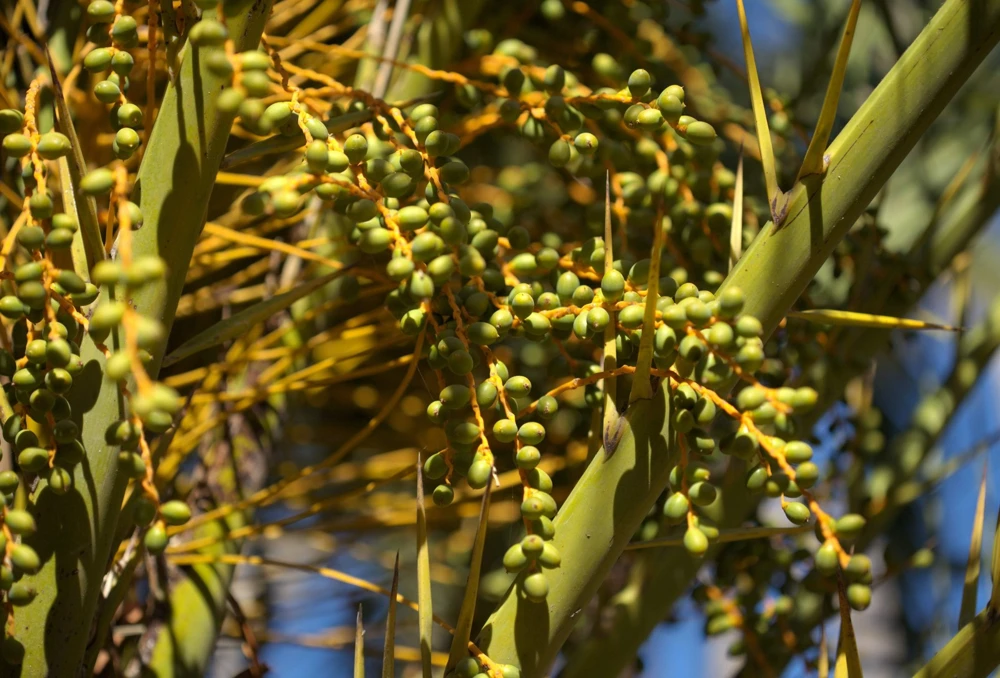 10 Canary Island Date Palm Tree Seeds - Phoenix Canariensis - Image 17
