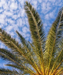 10 Canary Island Date Palm Tree Seeds - Phoenix Canariensis - Image 18