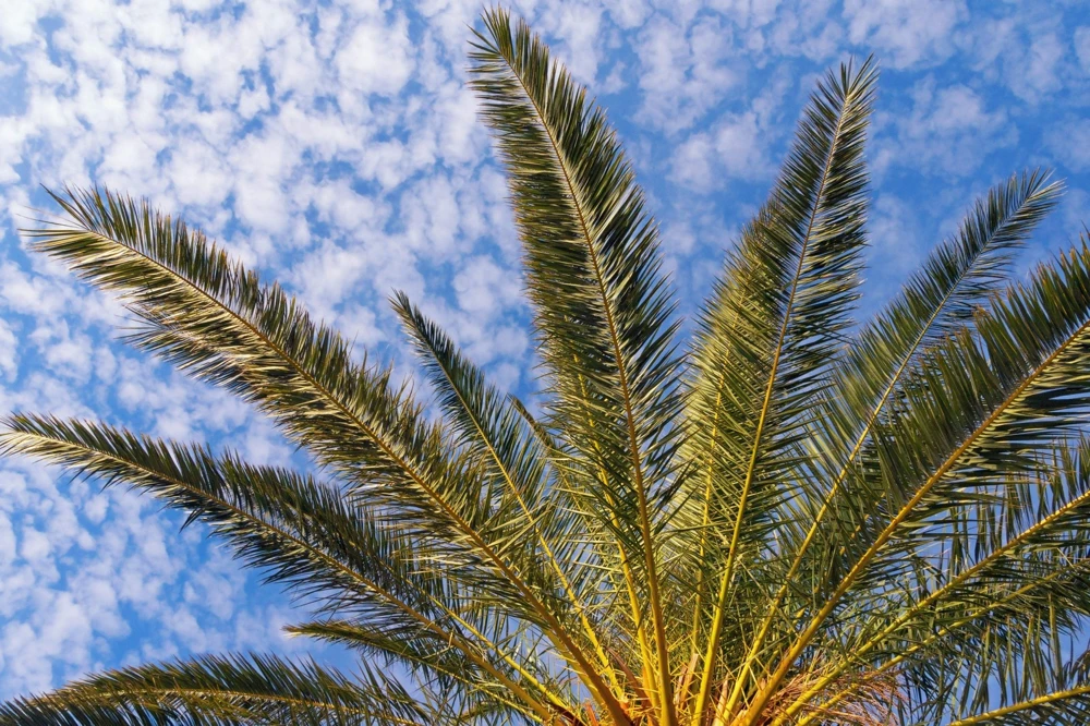 10 Canary Island Date Palm Tree Seeds - Phoenix Canariensis - Image 18