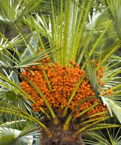 10 Canary Island Date Palm Tree Seeds - Phoenix Canariensis - Image 19