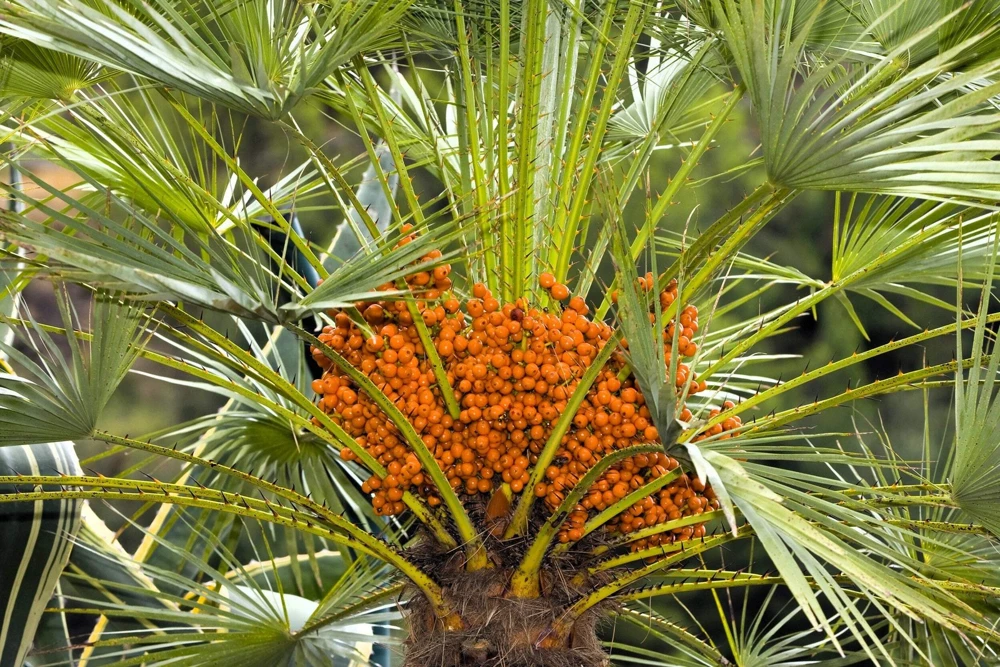 10 Canary Island Date Palm Tree Seeds - Phoenix Canariensis - Image 19