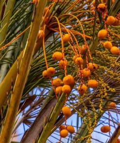 10 Canary Island Date Palm Tree Seeds - Phoenix Canariensis - Image 2