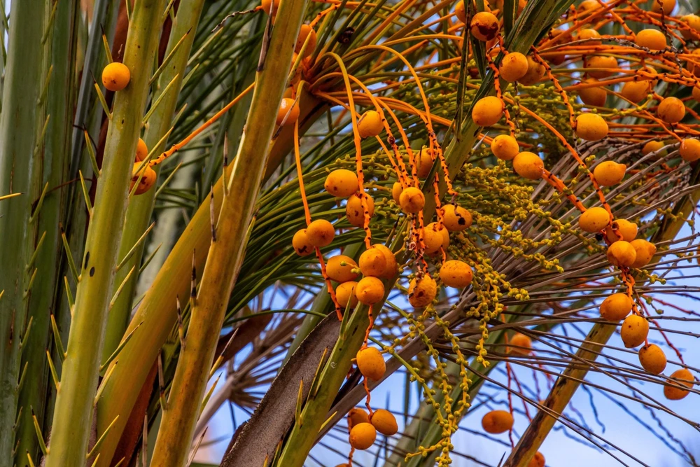 10 Canary Island Date Palm Tree Seeds - Phoenix Canariensis - Image 2