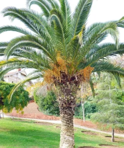10 Canary Island Date Palm Tree Seeds - Phoenix Canariensis - Image 20