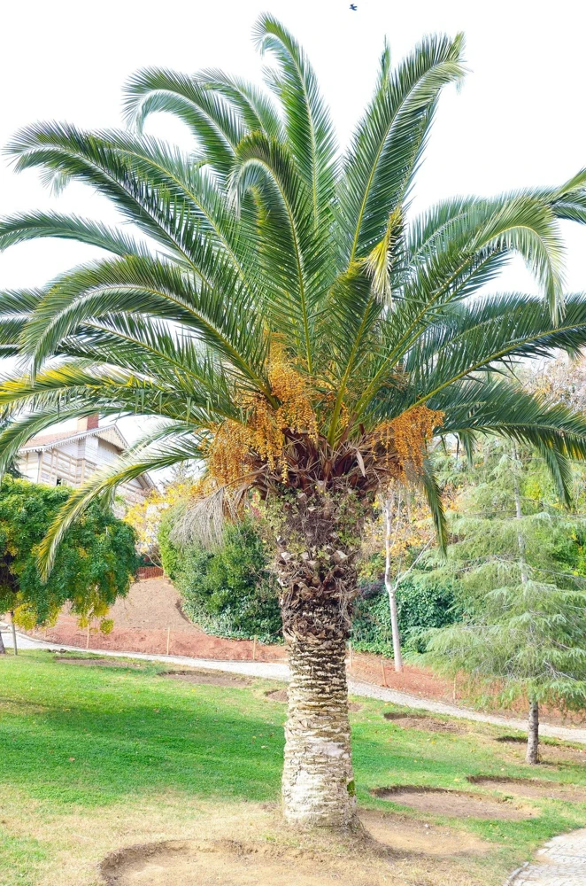 10 Canary Island Date Palm Tree Seeds - Phoenix Canariensis - Image 20