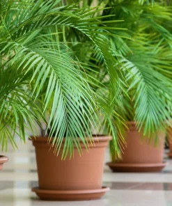 10 Canary Island Date Palm Tree Seeds - Phoenix Canariensis - Image 21