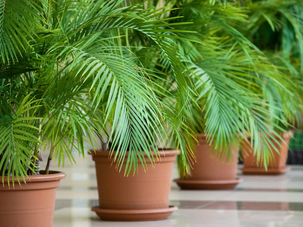 10 Canary Island Date Palm Tree Seeds - Phoenix Canariensis - Image 21
