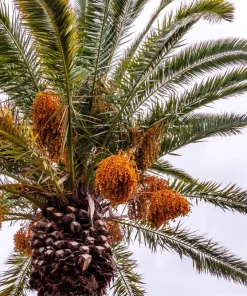 10 Canary Island Date Palm Tree Seeds - Phoenix Canariensis - Image 3