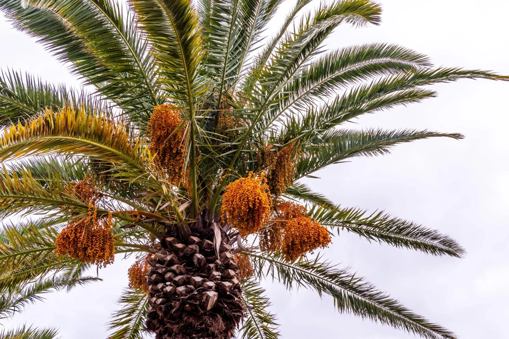 10 Canary Island Date Palm Tree Seeds - Phoenix Canariensis - Image 3