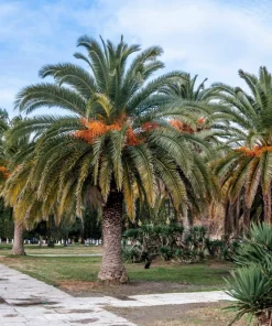 10 Canary Island Date Palm Tree Seeds - Phoenix Canariensis - Image 4