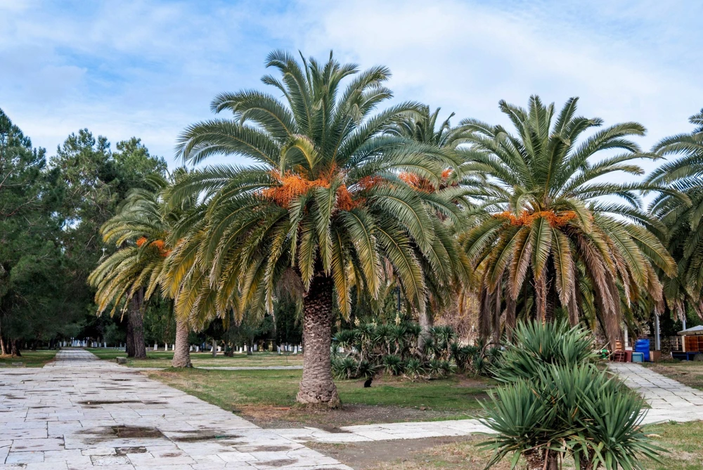 10 Canary Island Date Palm Tree Seeds - Phoenix Canariensis - Image 4