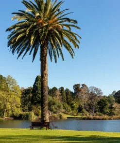 10 Canary Island Date Palm Tree Seeds - Phoenix Canariensis - Image 5
