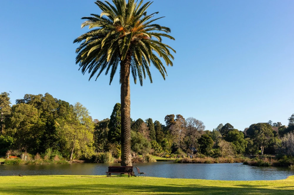 10 Canary Island Date Palm Tree Seeds - Phoenix Canariensis - Image 5