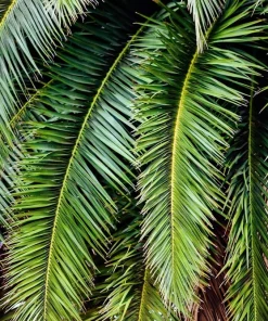 10 Canary Island Date Palm Tree Seeds - Phoenix Canariensis - Image 6