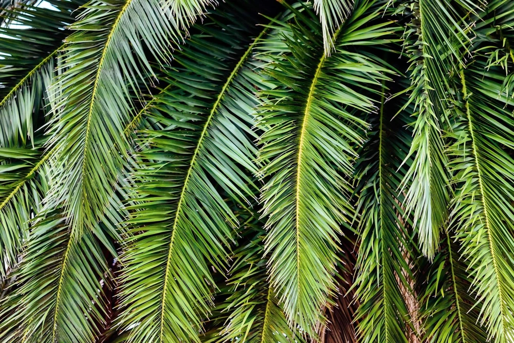 10 Canary Island Date Palm Tree Seeds - Phoenix Canariensis - Image 6