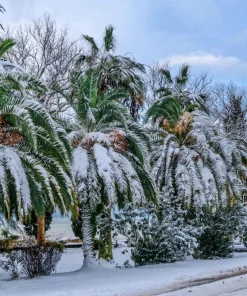 10 Canary Island Date Palm Tree Seeds - Phoenix Canariensis - Image 7