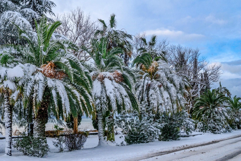 10 Canary Island Date Palm Tree Seeds - Phoenix Canariensis - Image 7