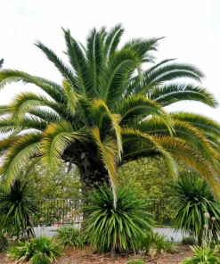 10 Canary Island Date Palm Tree Seeds - Phoenix Canariensis - Image 8