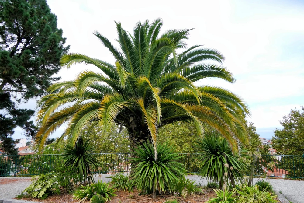 10 Canary Island Date Palm Tree Seeds - Phoenix Canariensis - Image 8