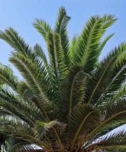 10 Canary Island Date Palm Tree Seeds - Phoenix Canariensis - Image 9