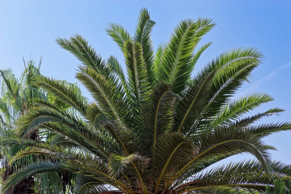 10 Canary Island Date Palm Tree Seeds - Phoenix Canariensis - Image 9