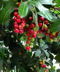 10 Cherry Laurel Prunus Caroliniana Live Plants - 6-12 inch Tall, 2.5 inch Pots, Outdoor Evergreen Tree - Image 2