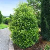 10 Cherry Laurel Prunus Caroliniana Live Plants - 6-12 inch Tall, 2.5 inch Pots, Outdoor Evergreen Tree - Image 1