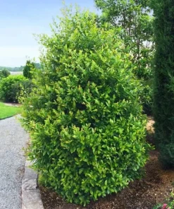 10 Cherry Laurel Prunus Caroliniana Live Plants - 6-12 inch Tall, 2.5 inch Pots, Outdoor Evergreen Tree - Image 1
