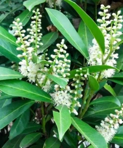 10 Cherry Laurel Prunus Caroliniana Live Plants - 6-12 inch Tall, 2.5 inch Pots, Outdoor Evergreen Tree - Image 3