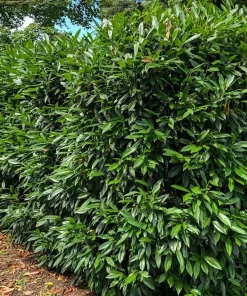 10 Cherry Laurel Prunus Caroliniana Live Plants - 6-12 inch Tall, 2.5 inch Pots, Outdoor Evergreen Tree - Image 4