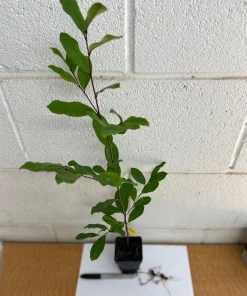 10 Cherry Laurel Prunus Caroliniana Live Plants - 6-12 inch Tall, 2.5 inch Pots, Outdoor Evergreen Tree - Image 5