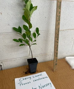 10 Cherry Laurel Prunus Caroliniana Live Plants - 6-12 inch Tall, 2.5 inch Pots, Outdoor Evergreen Tree - Image 6