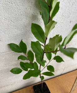 10 Cherry Laurel Prunus Caroliniana Live Plants - 6-12 inch Tall, 2.5 inch Pots, Outdoor Evergreen Tree - Image 7